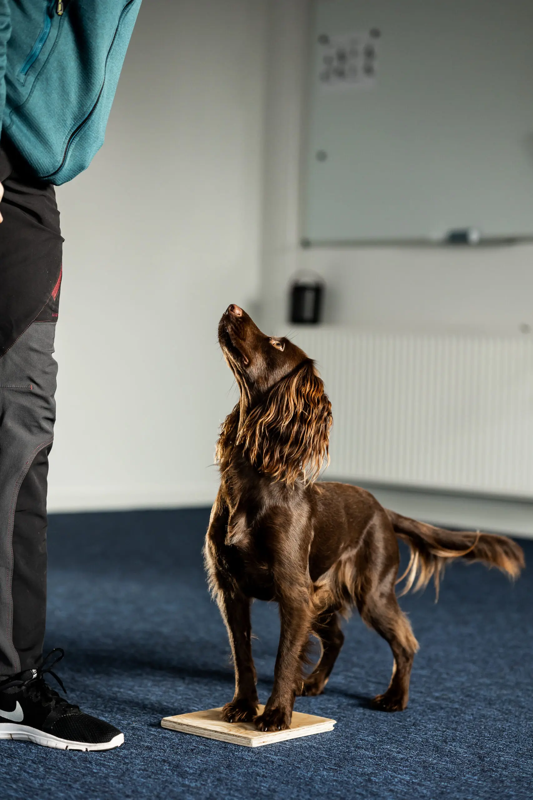 Kopi af Hundevelfaerdscentret-20