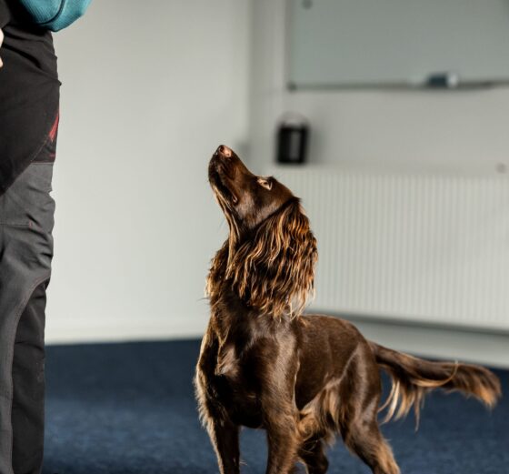 Kopi af Hundevelfaerdscentret-20