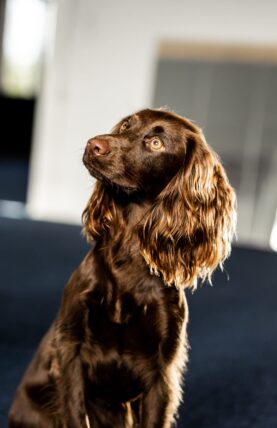 Kopi af Hundevelfaerdscentret-30