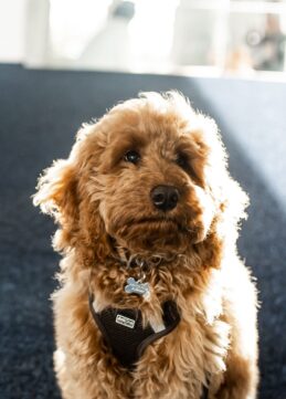 Kopi af Hundevelfaerdscentret-9